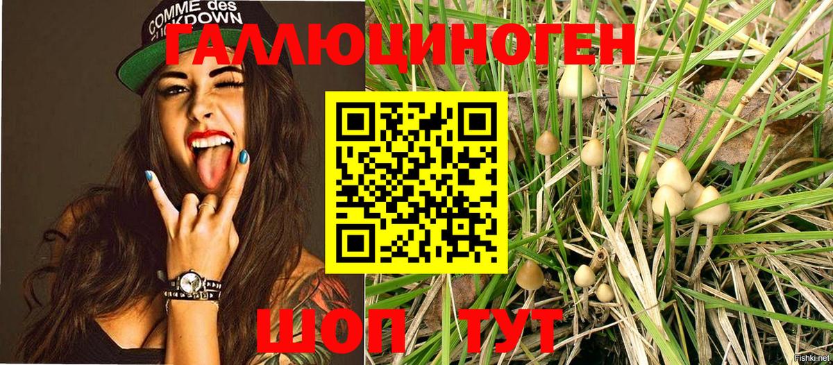 Псилоцибиновые грибы Psilocybe Орёл